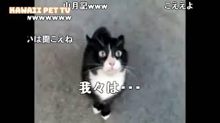 【ニコ動】怒ってるネコが話しかけてきたけど、ニャン語だから何言ってるかわからないw #shorts