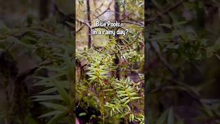 When Blue Pools aren’t Blue…Sometimes you #BluePools #RainyDay #NatureShorts #HiddenGemsNZ