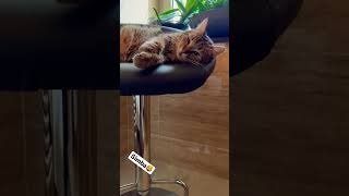 Best Cat 🦁