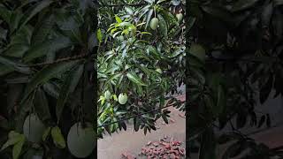 বৃষ্টির দিনে প্রকৃতি যেমন সাজে.....।