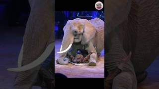 amazing elephant circus act! #shorts #shortsfeed #trending #viral #trendingshorts #circus