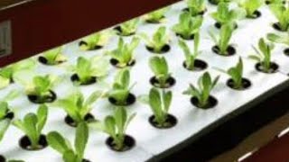 LIVING IN THE PNW AND THE FOOD CULTURE SUPPORT LOCAL FARMS