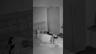 Sleeping with cats,spoiled cats!🥰🥰🛌#fyp #cat #shorts