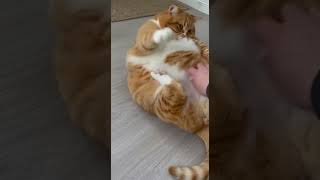 Never mess with a fat cat lying down  #cat #ragdollparcore #animals #wildliferescue #cute #funny