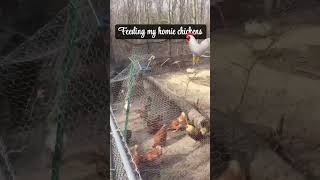 #chickencoop #islandvibes #country!