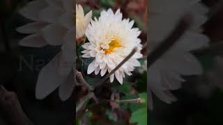 sevvanthi serial title song WhatsApp status 🌼❤️🌼
