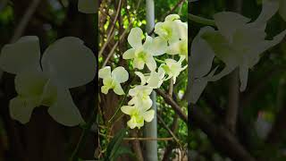 #Orchid #OrchidFlowers #OrchidLover #FlowerLovers #OrchidCollection #ExoticFlowers