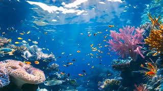 Serene Underwater  Paradise Vibrant Marine Life: #UnderwaterParadise #OceanBeauty #RelaxingNature