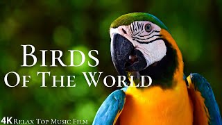 Birds Of The World 4K With Relax Music