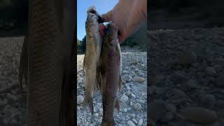 Local fishs #fresh water fish#naturerurallife #villagenaturelife #shortsviral