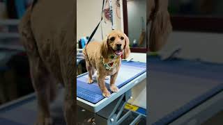 🐶 Furry parade! 🐶 #PetGrooming #GroomingGlowUp #DogMakeover #smiling