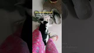 Panggilan setiap pagi #kucinglucu #kucingimut