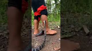 Don't make this mistake after a snake bite