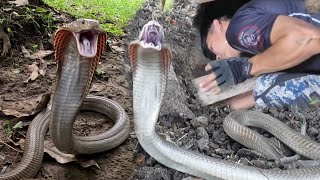 MGA GALIT NA COBRA NAGLUNGGA SA TAMBAKAN