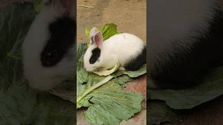 bunny 🐇🐰 #bunny #rabbit rabbit