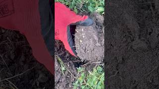 Crunch, Dig, Bottlecap! #metaldetecting #metaldetector #treasurehunting