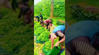 দেখা না  দিলে বন্ধু  কথা কইয় না #tiktok_video #music #love #bangla_lofi #tiktok_vairal_song