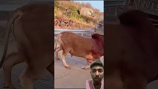 Gaay 🐄 gir gya 😳#shortvideos #animals #viral #road #shorts #yt #ytshorts