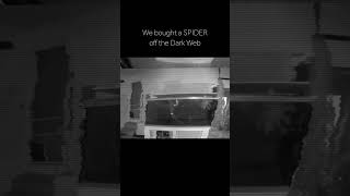we ordered spider off the dark web 🕷 #scary
