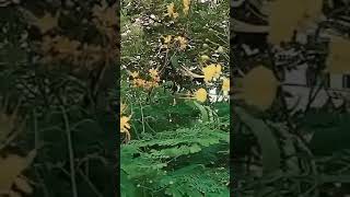 #bangla_lofi_song #monta_obaddho
