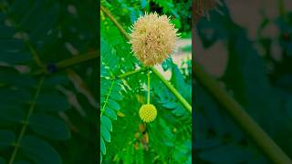 Rare sirsi flowers #shorts #flowers #flowershorts #beautifulflowers #rareflowers #viralflowers