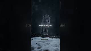 live life like a wolf #life #motivation #wolf #ytshorts #shortvideo #freedom #loyalty #courage