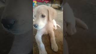 Mota mat bolo mujhe#doglover#studiodog#funnydog