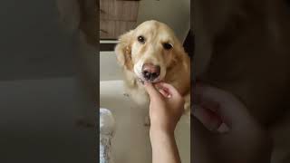 My Obedient Girlies ❤️❤️#dogsofyoutube #goldenretreivers #dogshorts #ytshorts #pets #cute