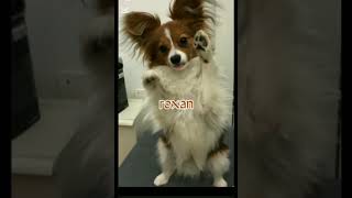 how i imagine my toca pets in real life!🐶🐕#tocaboca #tocalifeworld #aesthetic
