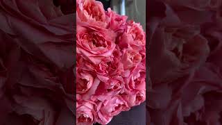 Dragon Fly Rose#DragonFlyRose #UniqueBlooms #RoseLovers #ExoticFlowers #FloralElegance