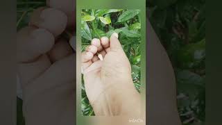 tending song # music