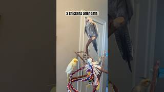 Cuteness overload! Cockatiel after bath  #birdlovers #cockatielbird  #cockatiel