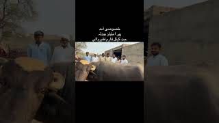 welcome #buffalodairyfarm #baffalo #cattlefarm