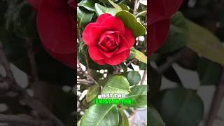 🌺 3 Rare Flowers You’ll Probably Never See in Real Life! 🌍✨#shorts #facts #DidYouKnow #funfacts #fyp