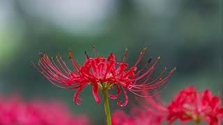 百恵回帰ver.  曼珠沙華