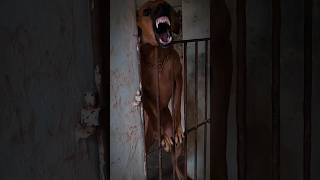 Aggression 🥵⚜️#kombai#doglover#mudholhound#aggressivedog#dogs#nativedogs#rajapalayam#tamilnadu#viral