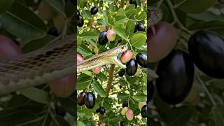 A big cobra snake is eating karonda fruit #snakevideo #cobrasnake