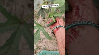 Today's Harvesting of okra#organicfood #organicvegetables #organicfarming #harvesting
