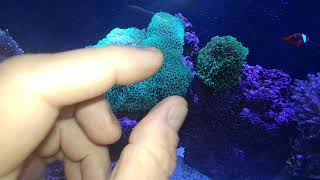 My Marine Aquarium 10 Month Update Part 2