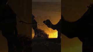 Desert Oasis in Morocco