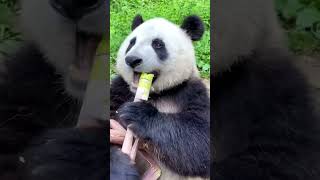 Pandas eating bamboo 😮 #animalsaddict