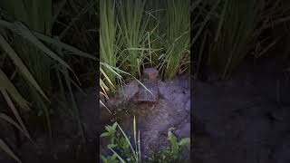 যদি যেনা থেকে দূরে দূরে থাকা যায় আল্লাহতালা সকল দোয়া কবুল করবেন #ইসলামিক_শর্ট_ভিডিও