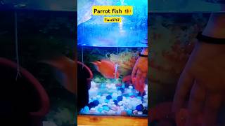 #fish #aquarium #parrotfish #fishtank #aquariumfish #fishcaretips #aquariuminspiration #tiara5767