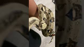 #reptileshorts #enjoy #petvlog #lifewithpets #reptilesofyoutube