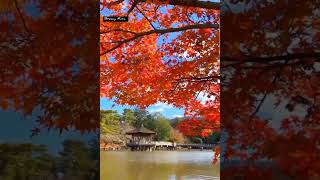 beauty  of nature #whatsapp_status #nature #beautiful