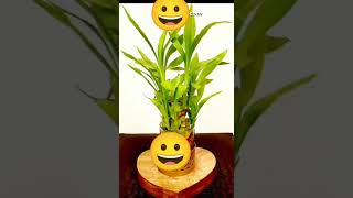 best quality planters , pots etc  #shorts #ytshort #plants #planters ping to order #review