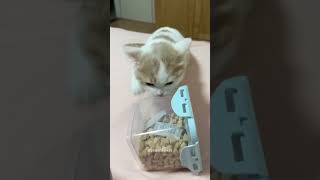 Cat:I haven’t eaten in 3 minutes🤣#funny #funnyanimal #cat #funnycat #funnypet #funnyvideo