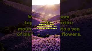 Neelakurinji: The Flower That Blooms Once in 12 Years! #Neelakurinji #RareFlowers #NatureFacts