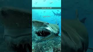 Ocean core🌊 #greatbarrierreef #coralreef #avatarthewayofwater #avatar #travel #ocean #animals