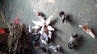 কবুতর খামার